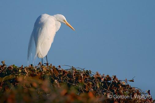 Egret In A Treetop_40282.jpg - Great Egret (Ardea alba) photographed along the Gulf coast near Rockport, Texas, USA.